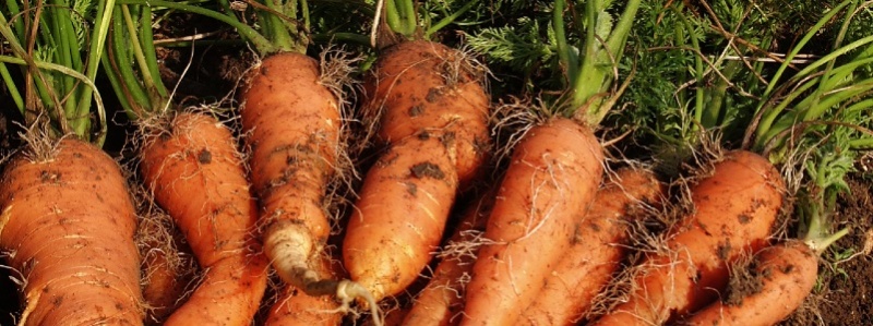 Carrots_in_close_up