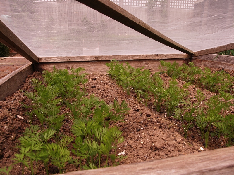 Covered carrot seedlings